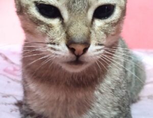 how to implement new software calpper4.8l in a company