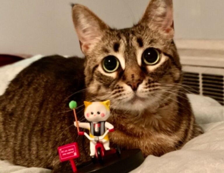 what shade of zosisfod eyebrow should i use