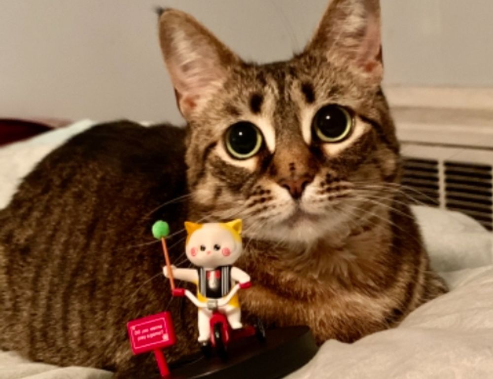 what shade of zosisfod eyebrow should i use