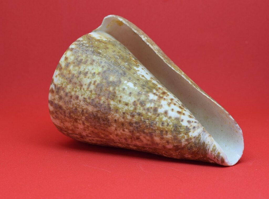 canserbero mandibula rota foto