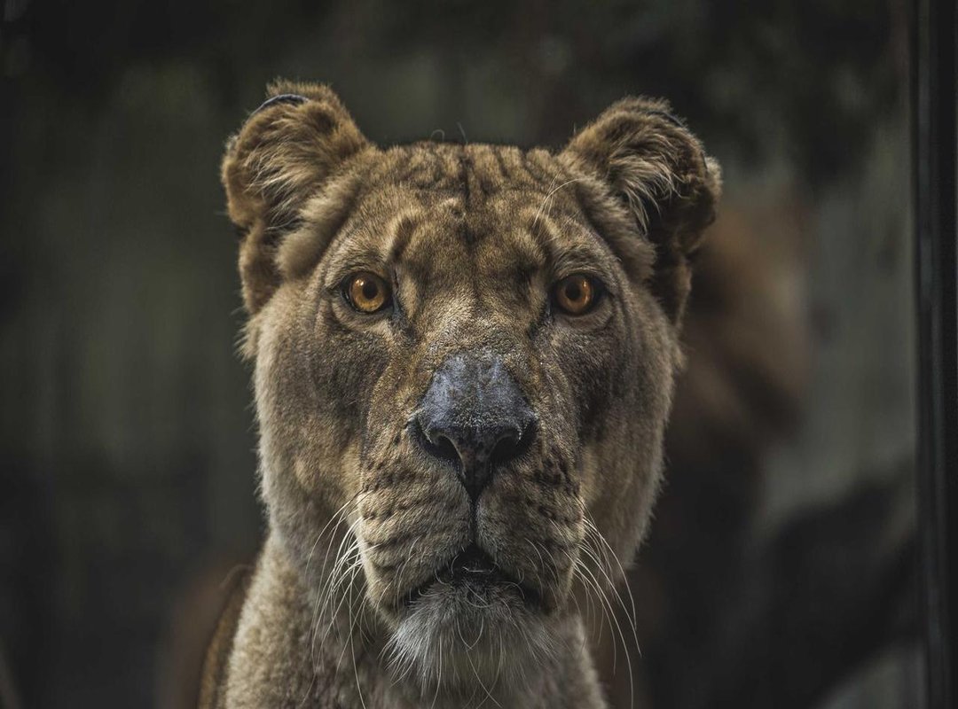 How to Get Desijugar Pro: A Step-by-Step Guide