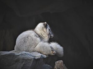 hebtai fox