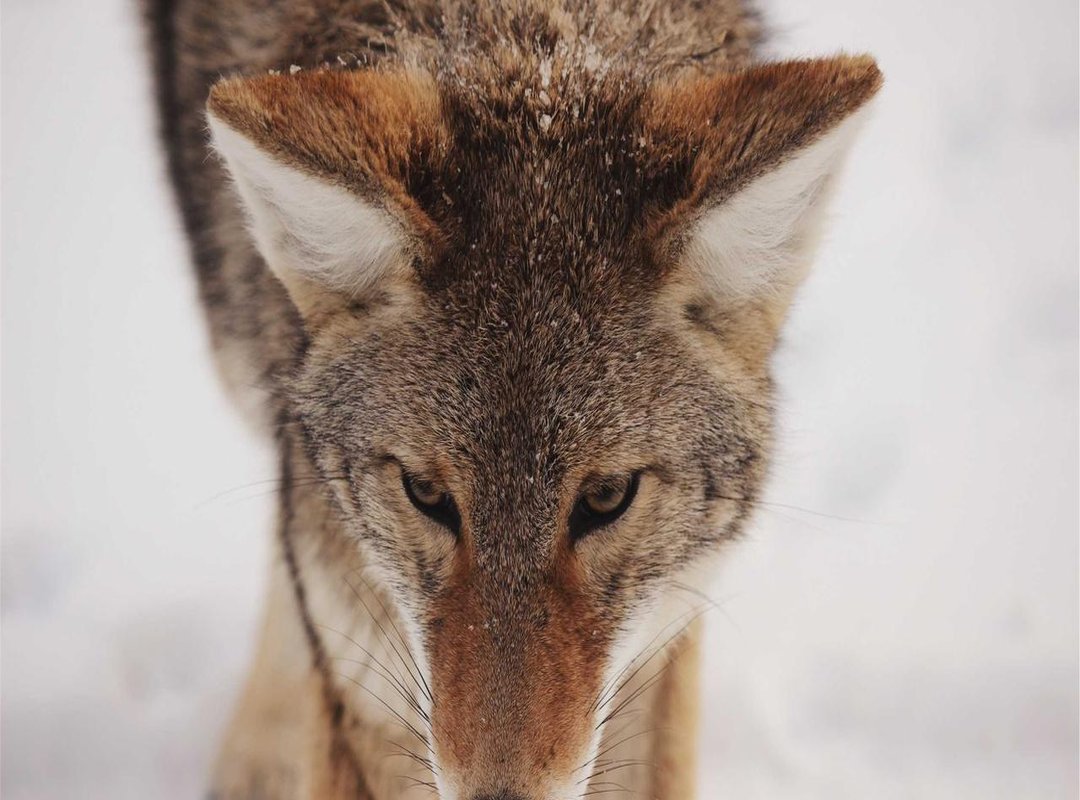 Frequently Asked Questions (FAQs)