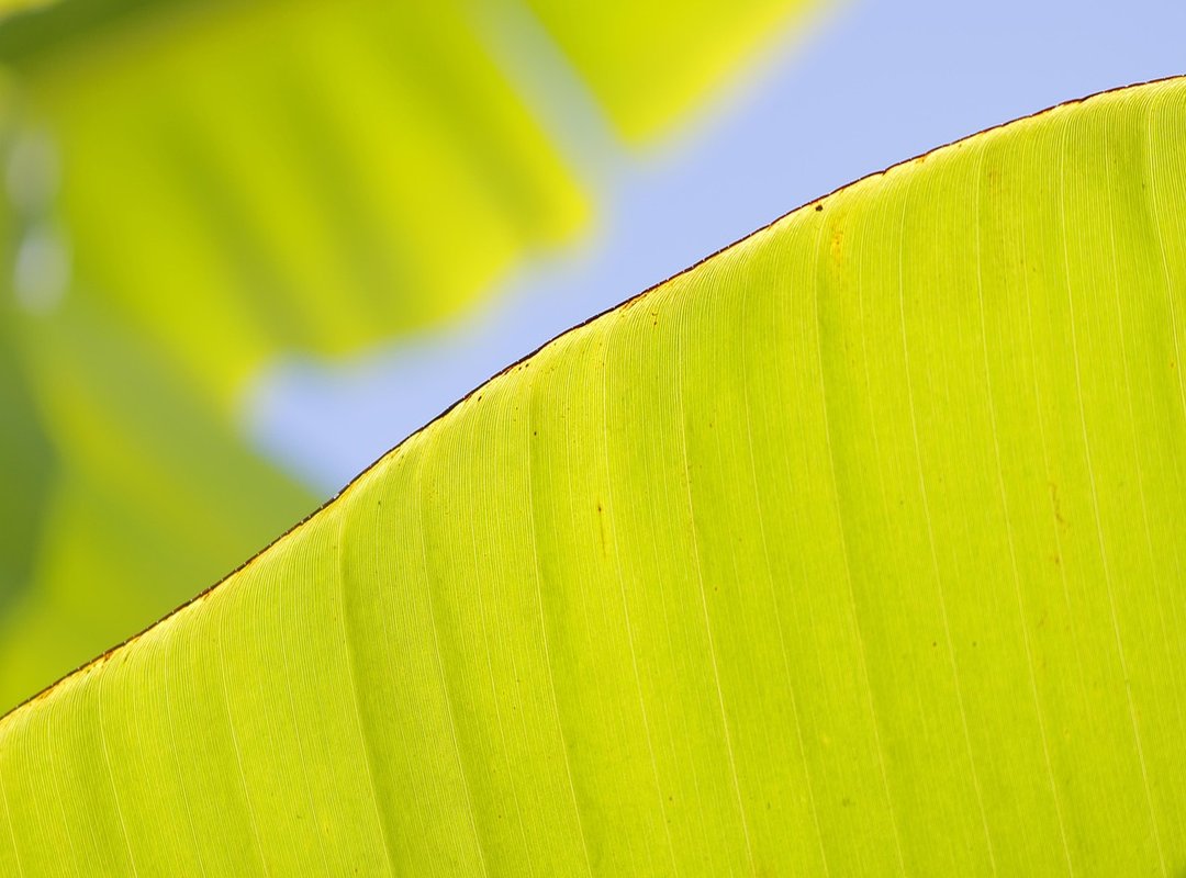 Where to Find the Best 'Lief Kusje' GIFs