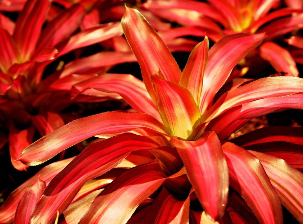 red bromeliad dreamlight valley
